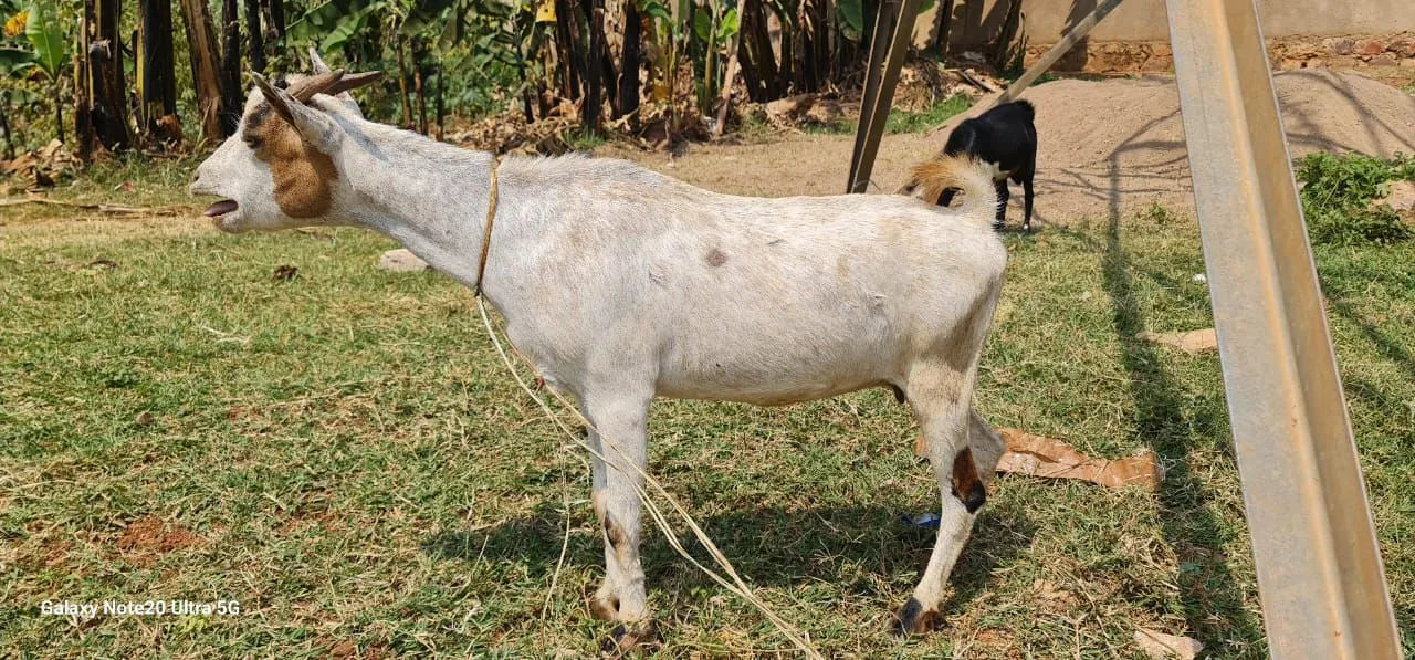 Mijn offer in Rwanda